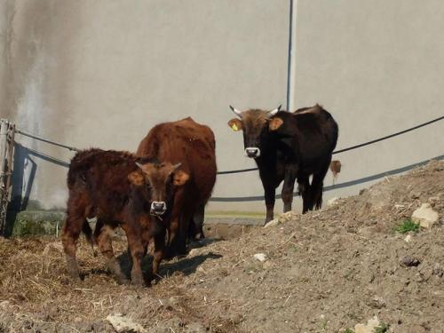 Agriturismo Bachile Bertula Sardegna