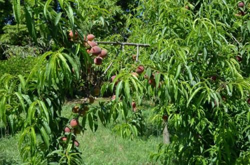Agriturismo Bachile Bertula Sardegna (32)